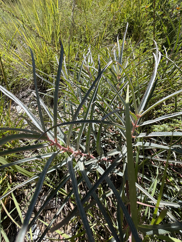 Asclepias brachystephana, photograph 5