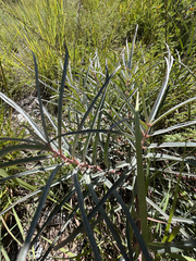 Asclepias brachystephana, photograph (c) Cody Hinchliff, some rights reserved (CC BY)