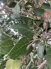 Ficus benghalensis krishnae