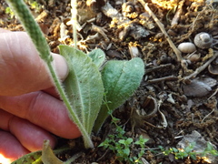Plantago virginica