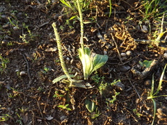 Plantago virginica