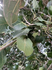 Ficus benghalensis krishnae