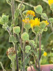 Heterotheca inuloides