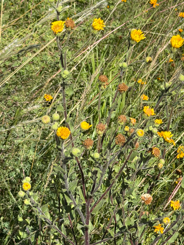 Heterotheca inuloides, photograph 2