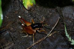 Apotetamenus amazonae