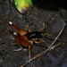 Apotetamenus amazonae - Photo (c) John Sullivan, algunos derechos reservados (CC BY-NC), subido por John Sullivan