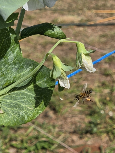 Western Honey Bee