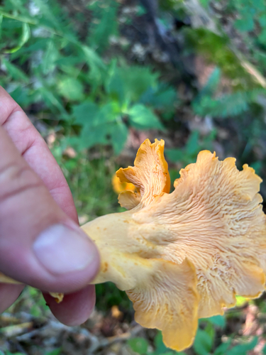 iNaturalist observation photo of Cantharellus flavolateritius