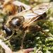 Mehiläispuuhari - Photo (c) Michael Knapp, osa oikeuksista pidätetään (CC BY), lähettänyt Michael Knapp