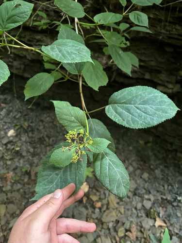 iNaturalist observation photo of wild hydrangea