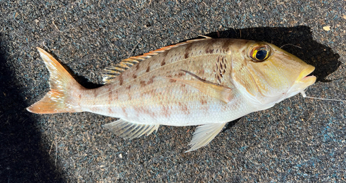 Lethrinus ravus observed 2023-03-30