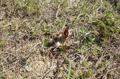 Himantoglossum caprinum