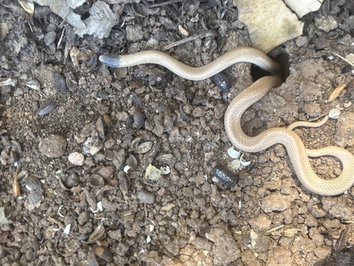 Southwestern Blackhead Snake