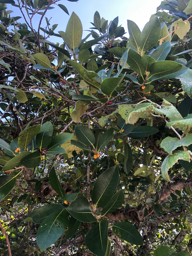Ficus aurea, photograph 4