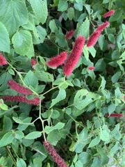 Acalypha chamaedrifolia