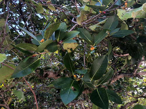 Ficus aurea, photograph 5