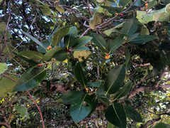 Ficus aurea, photograph (c) Luis Ángel Niño Barreat, some rights reserved (CC BY)