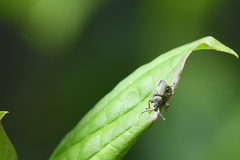 Phyllobius betulinus