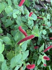 Acalypha chamaedrifolia