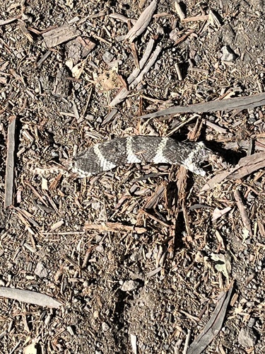 California King Snake seen in Sonoma Valley