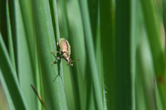 Phyllobius betulinus