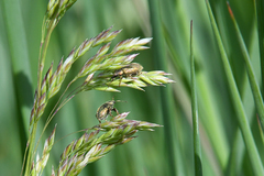 Phyllobius betulinus