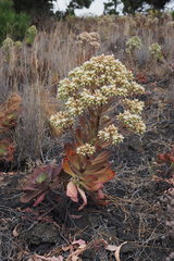 Aeonium hierrense