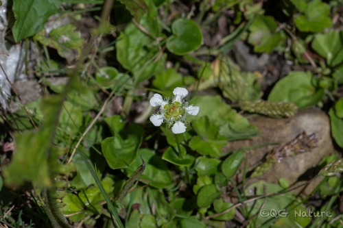 Parnassia wightiana, 2026-07-05