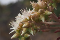 Aeonium hierrense