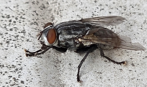 iNaturalist observation photo of Flesh Flies and Satellite Flies