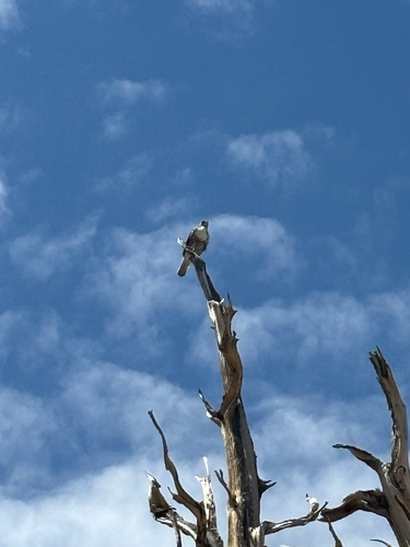 iNaturalist observation photo of Red-tailed Hawk