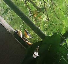 Euphonia laniirostris