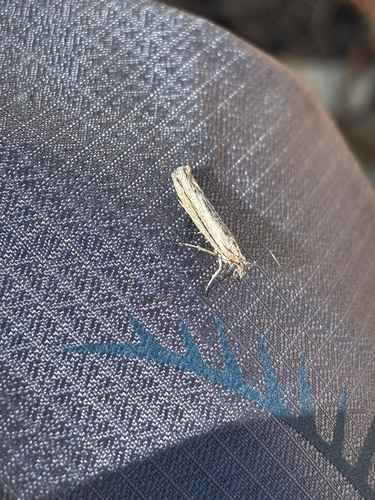 iNaturalist observation photo of Ypsolopha barberella