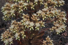 Aeonium hierrense