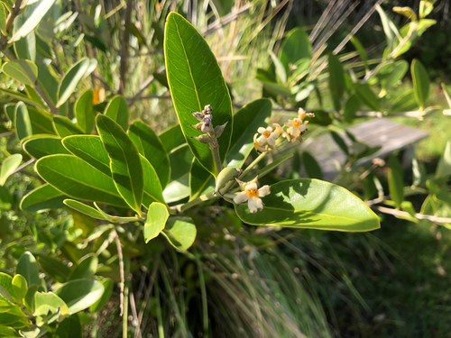 Avicennia germinans, photograph 5