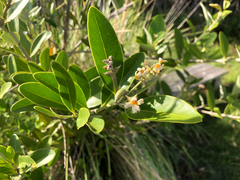 Avicennia germinans, photograph (c) Luis Ángel Niño Barreat, some rights reserved (CC BY)
