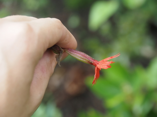 Silene virginica, photograph 6