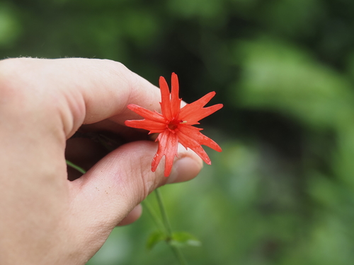 Silene virginica, photograph 5