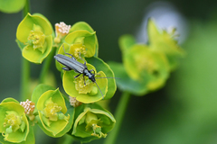 Oedemera lurida