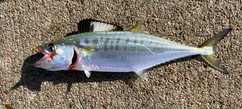 Blotched mackerel (Scomberomorus queenslandicus) — Scombridae — 4
