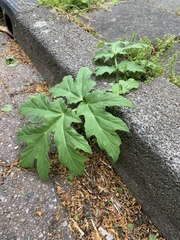 Heracleum mantegazzianum