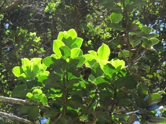 Ilex anomala
