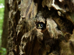 Ectemnius cephalotes