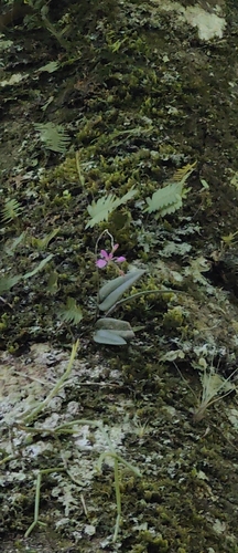 Domingoa purpurea, photograph 2