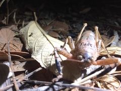 Nesoecia nigrispina
