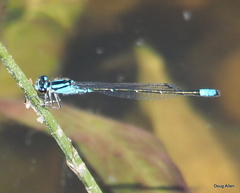 Enallagma geminatum