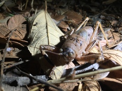 Nesoecia nigrispina
