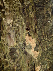 Ectemnius cephalotes