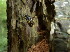 Ectemnius cephalotes