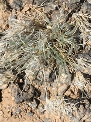 Dasyochloa